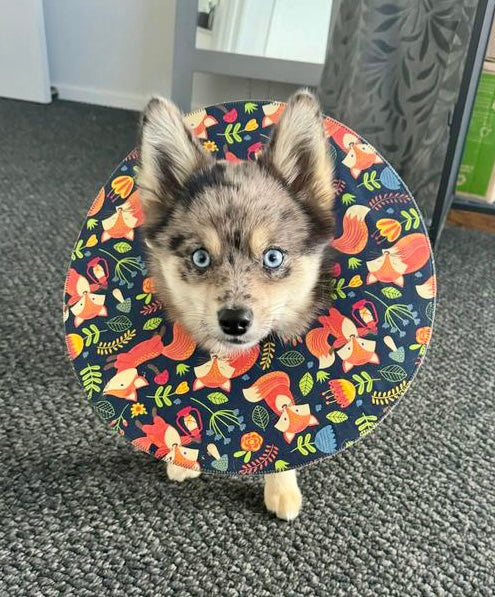 Small Dog