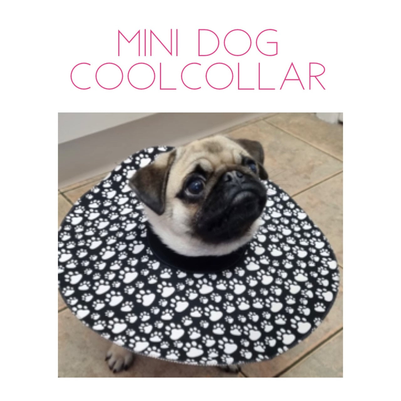 Mini Dog