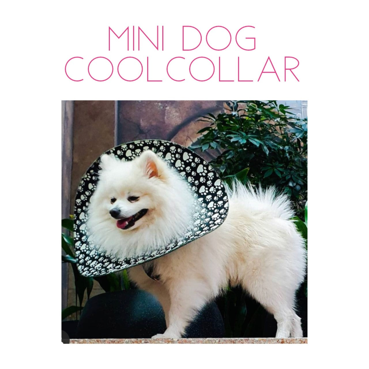Mini Dog