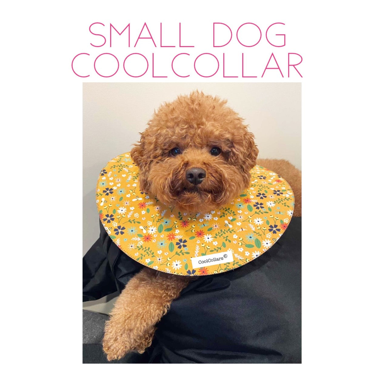 Small Dog