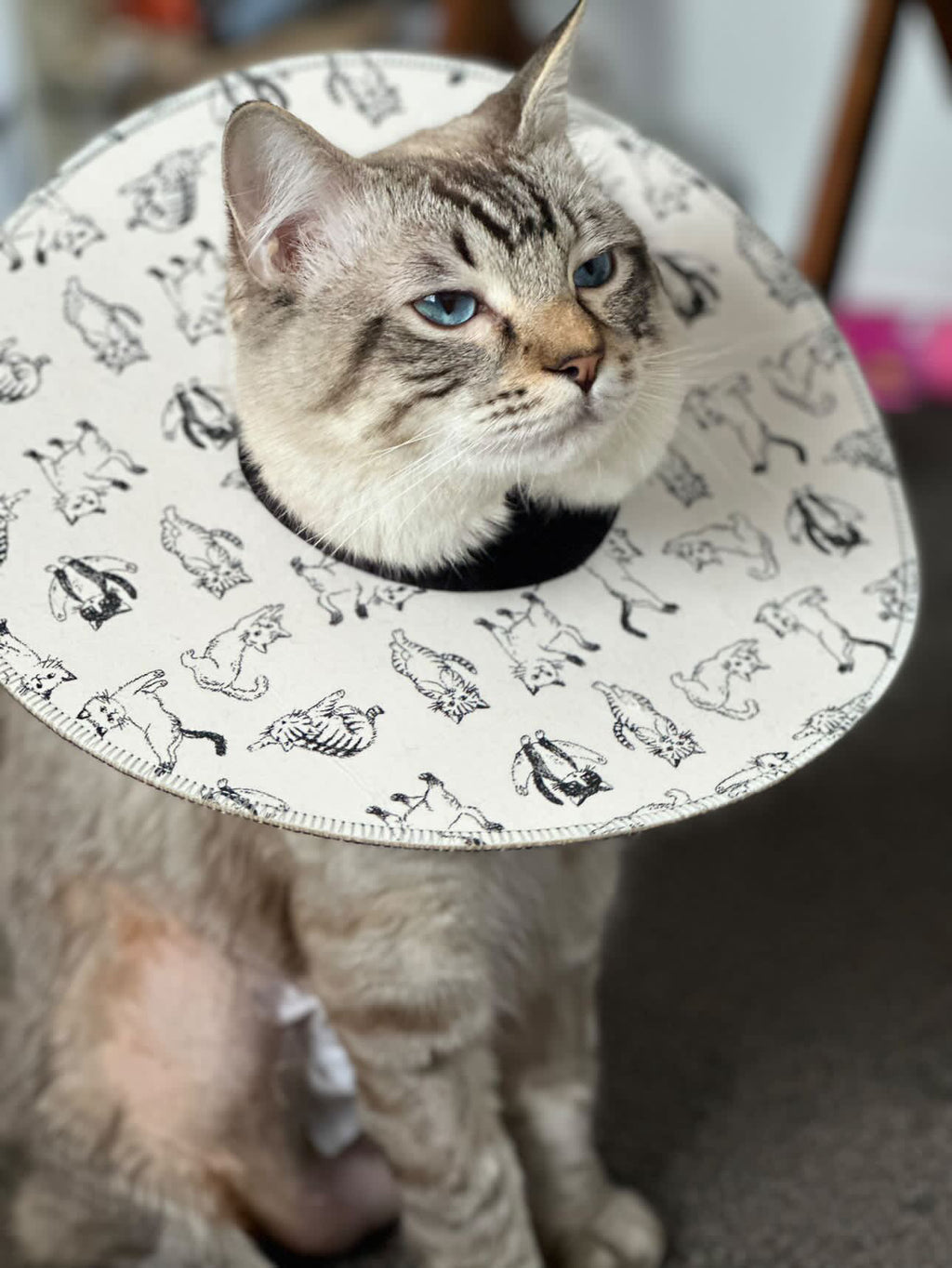 Medium Cat