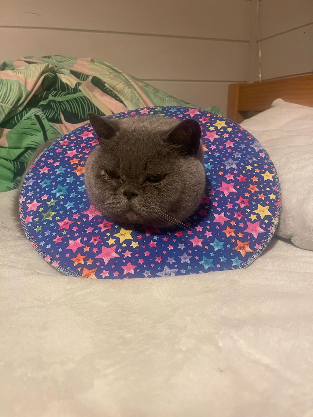 Large Cat
