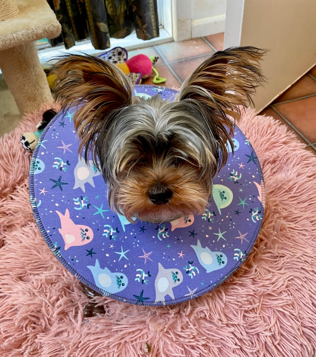 Mini Dog