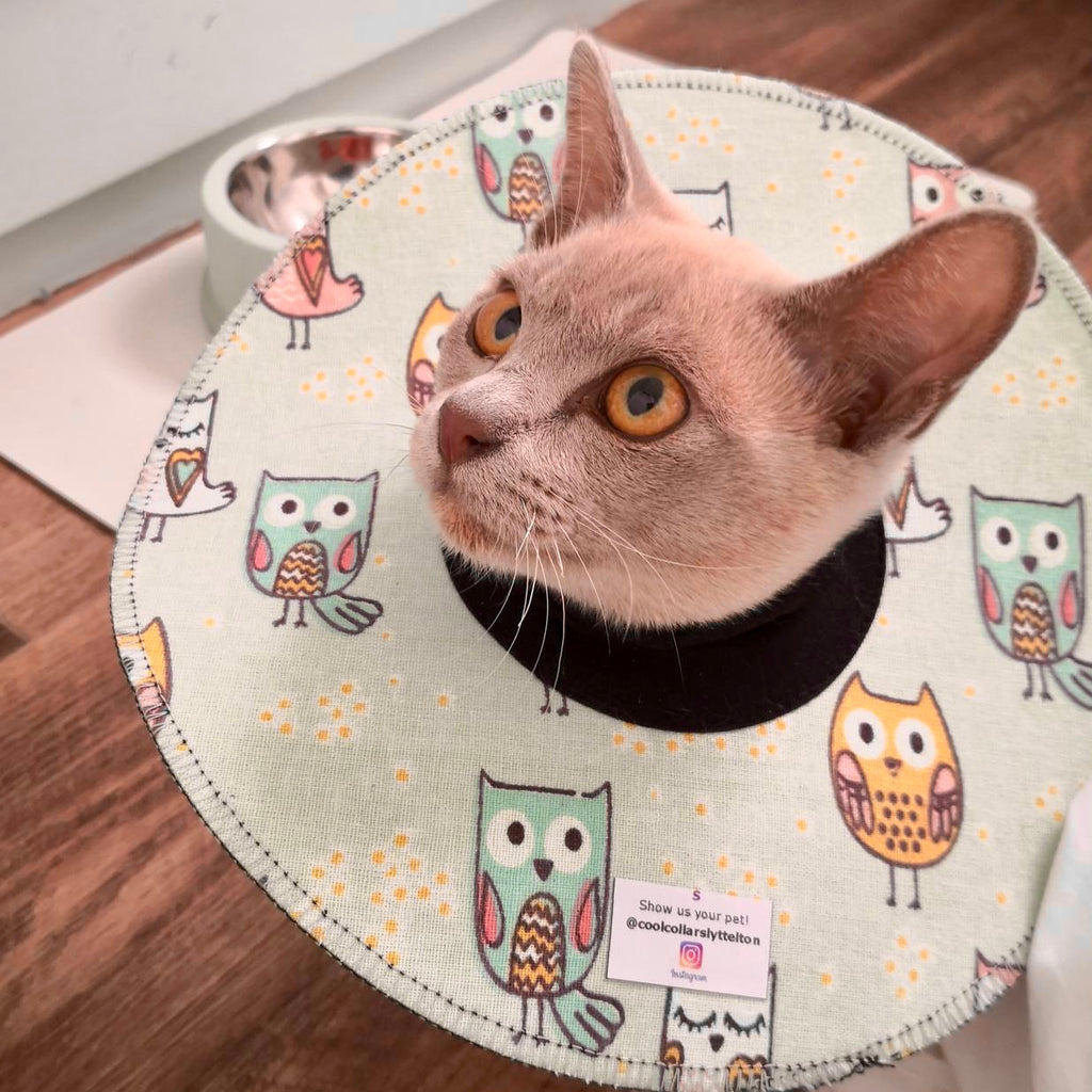 Small Cat