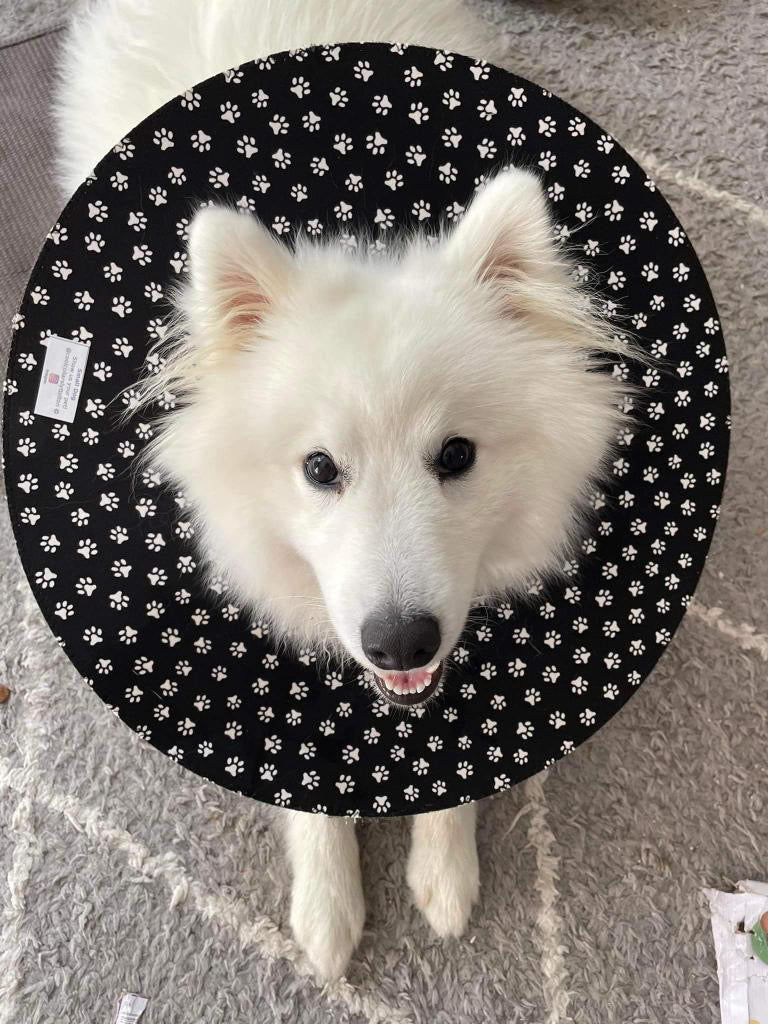 Small Dog