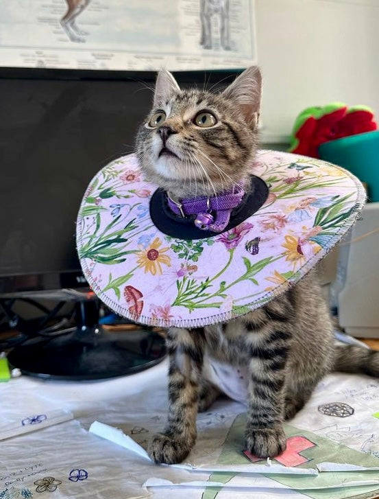 Small Cat