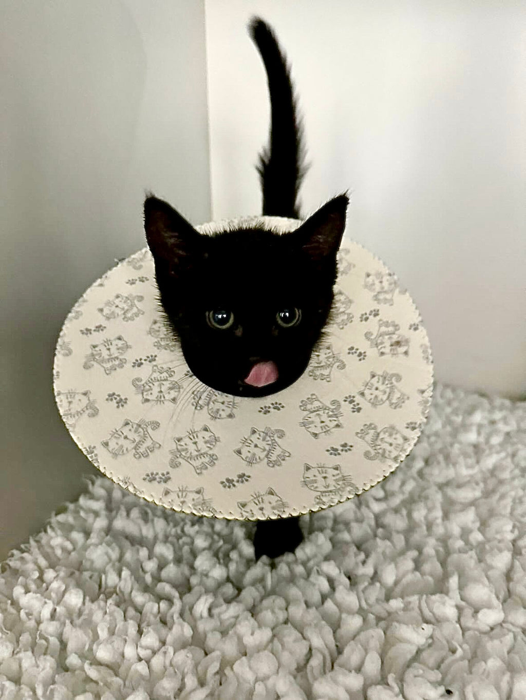 Extra Small Cat