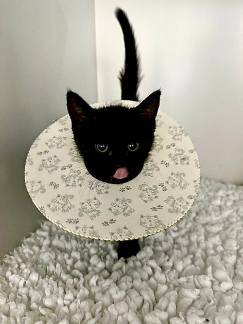 Extra Small Cat