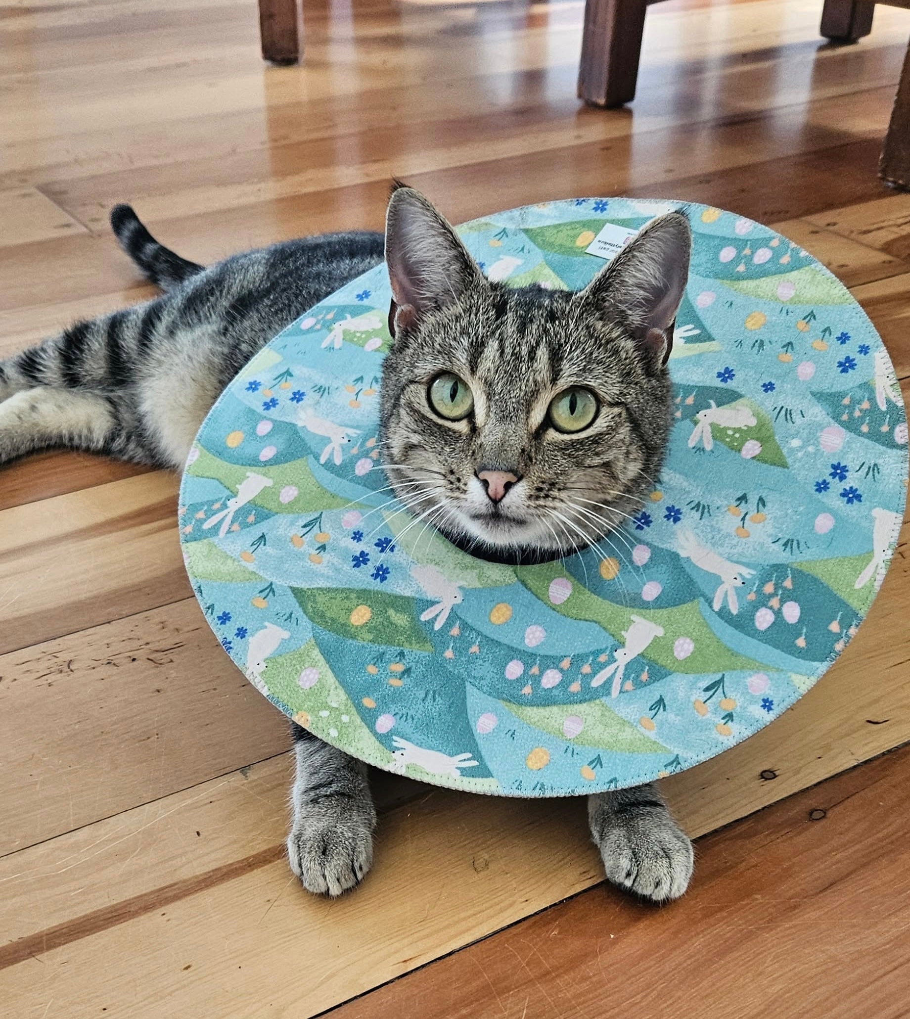 Medium Cat