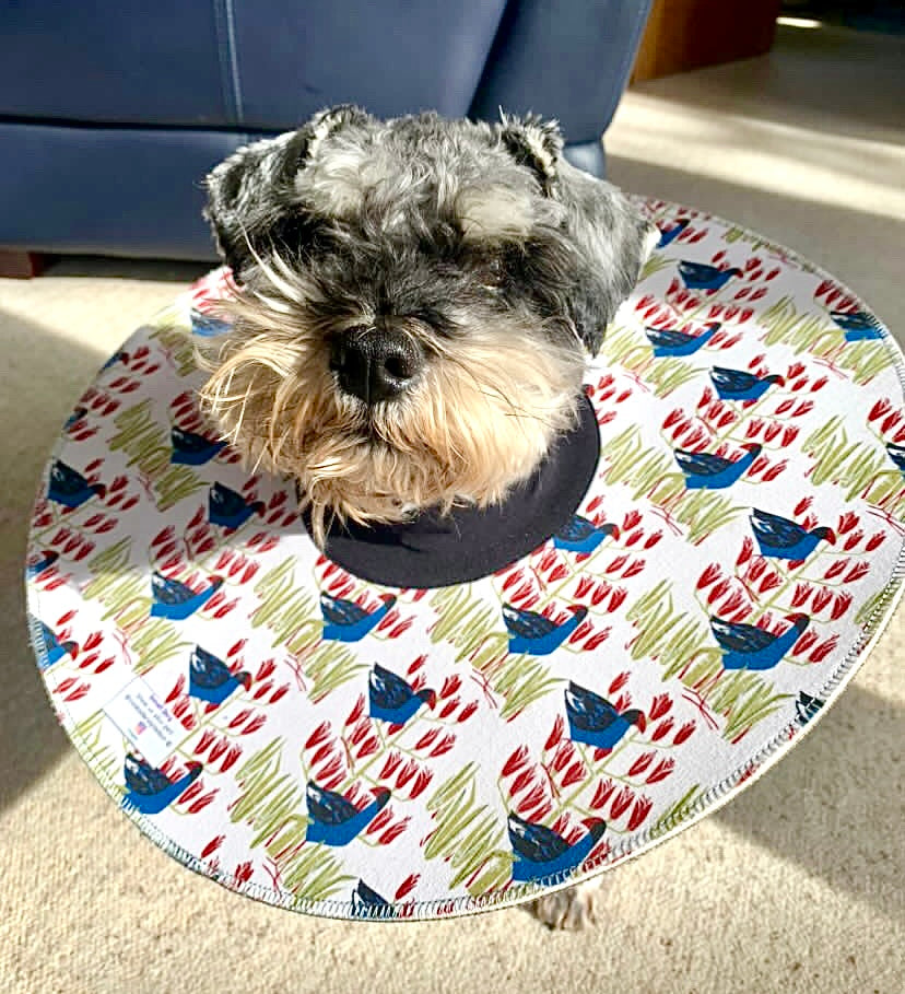 Small Dog