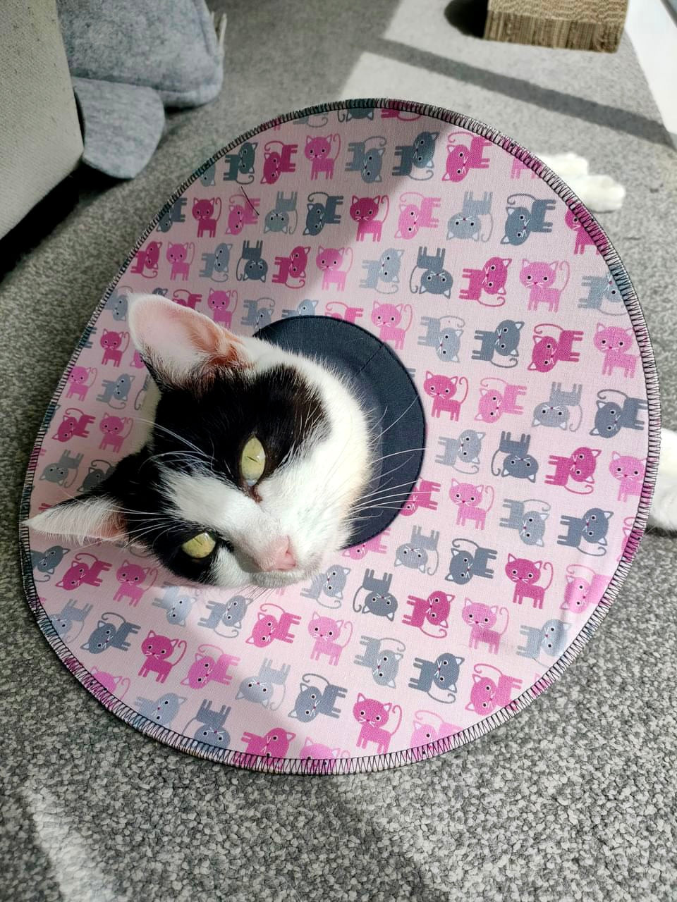 Medium Cat