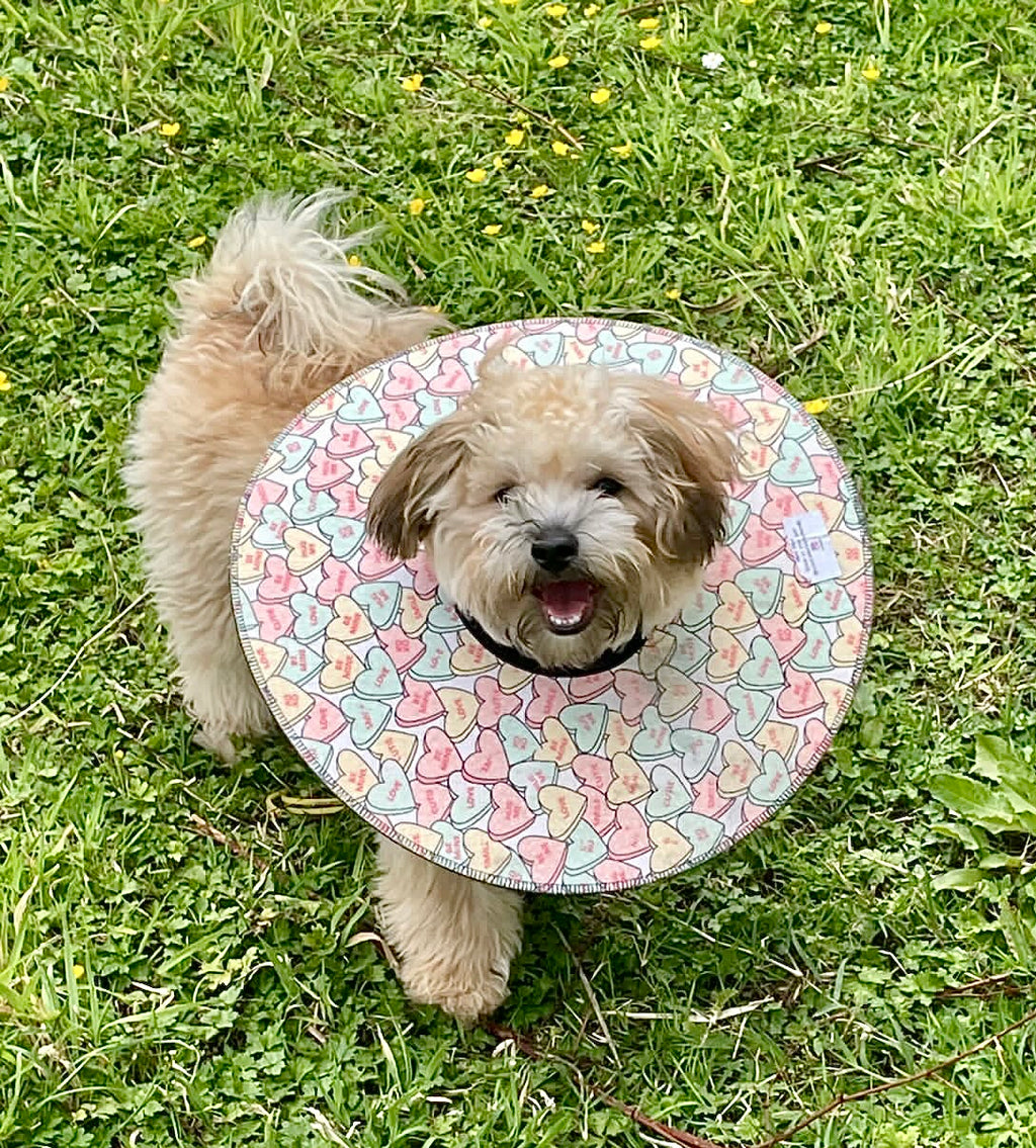 Small Dog