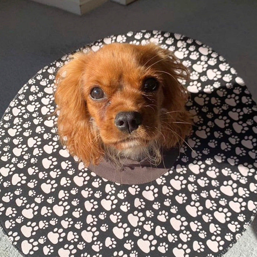 Small Dog