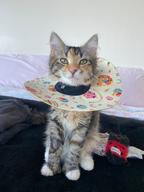 Extra Small Cat