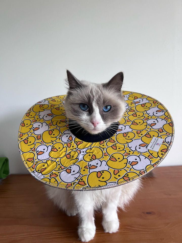 Large Cat