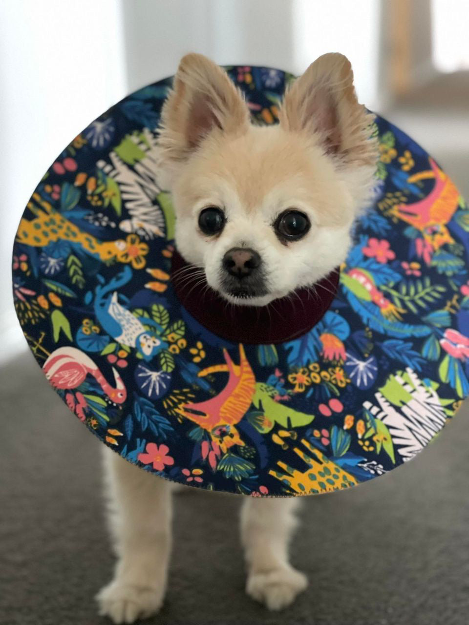 Mini Dog