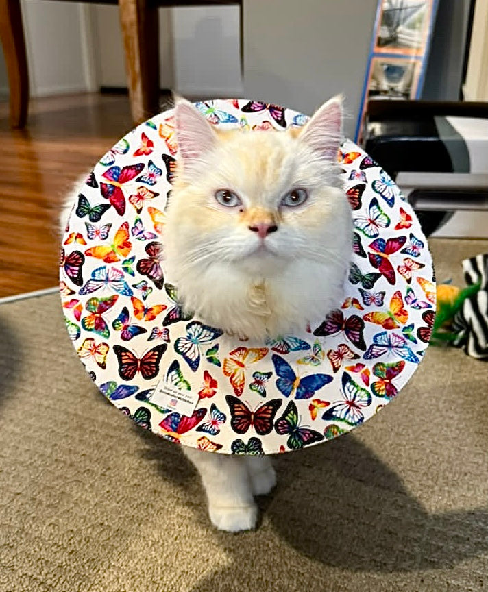 Medium Cat