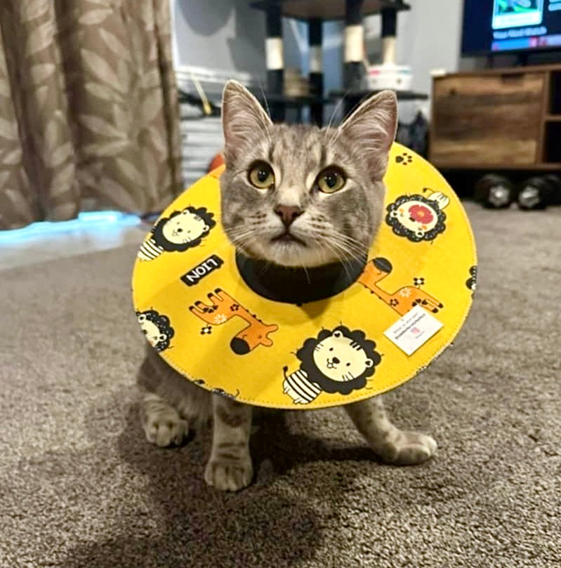 Small Cat