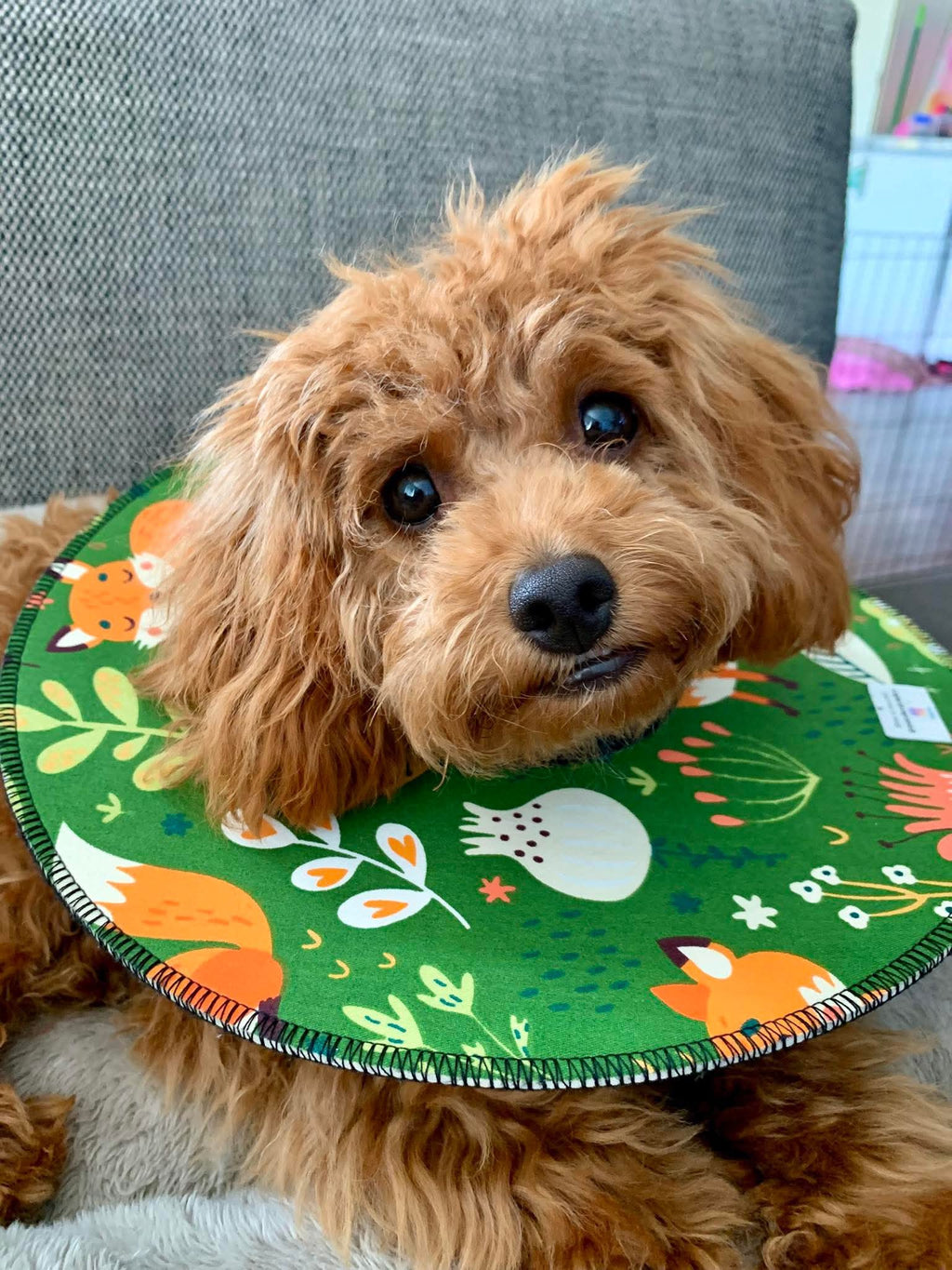Mini Dog