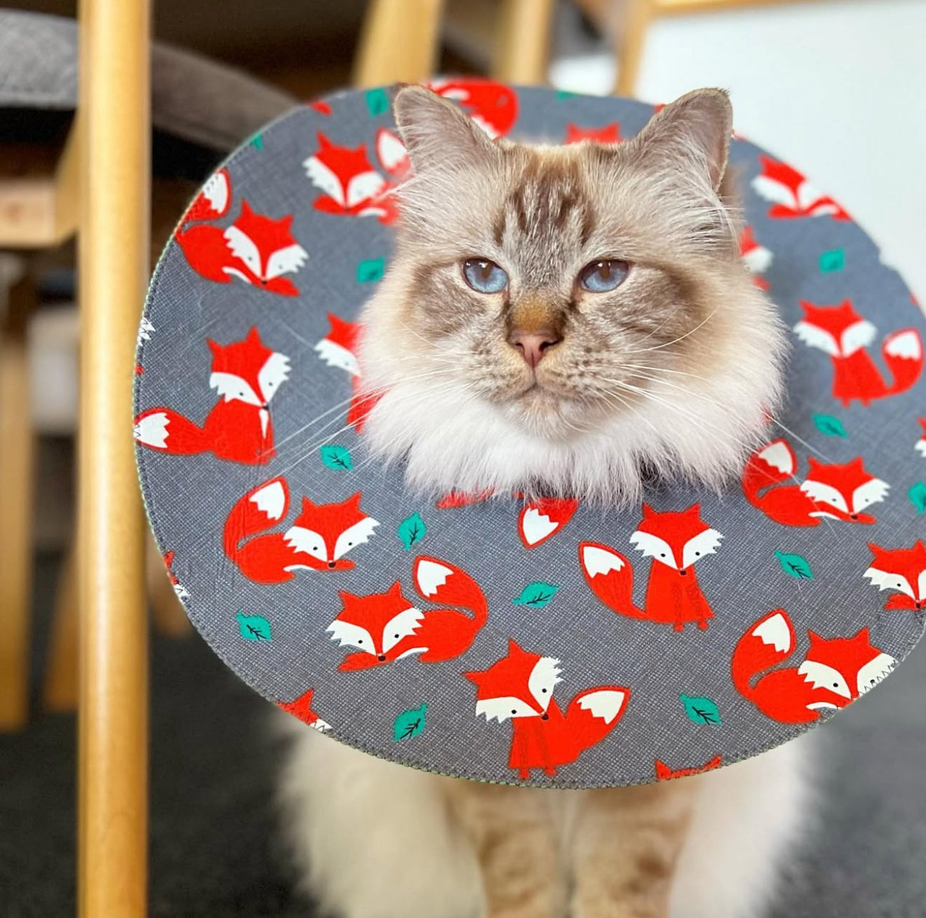 Medium Cat