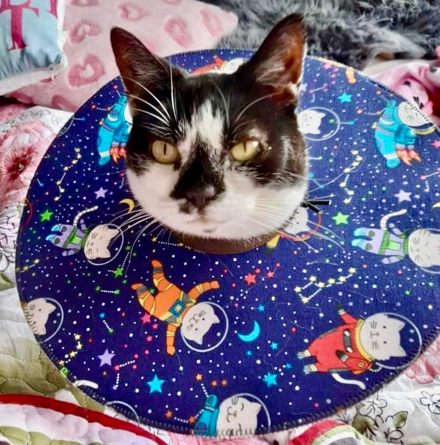 Large-Special