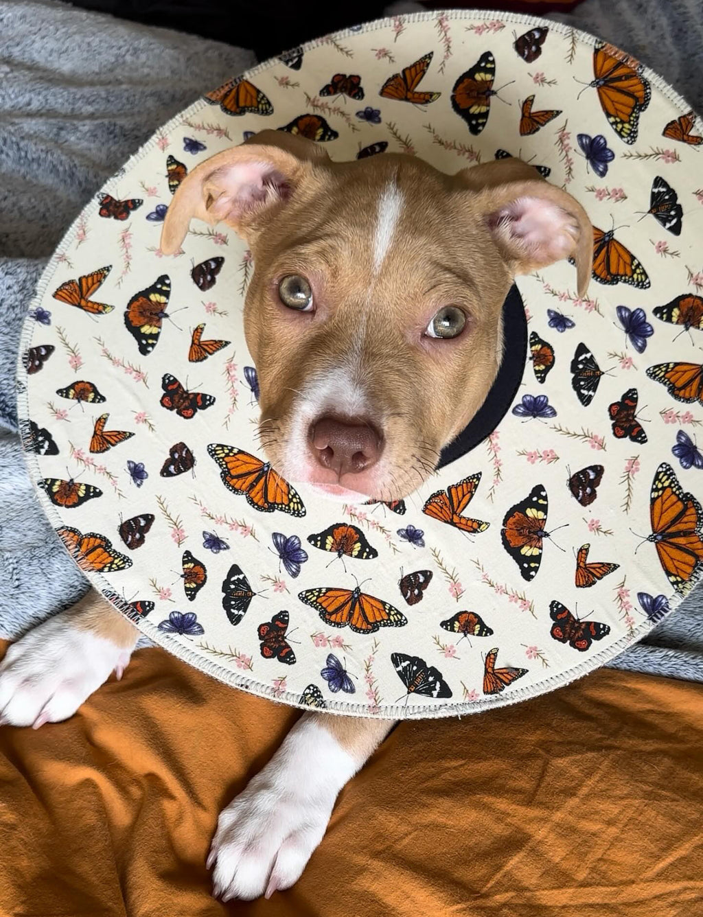 Mini Dog
