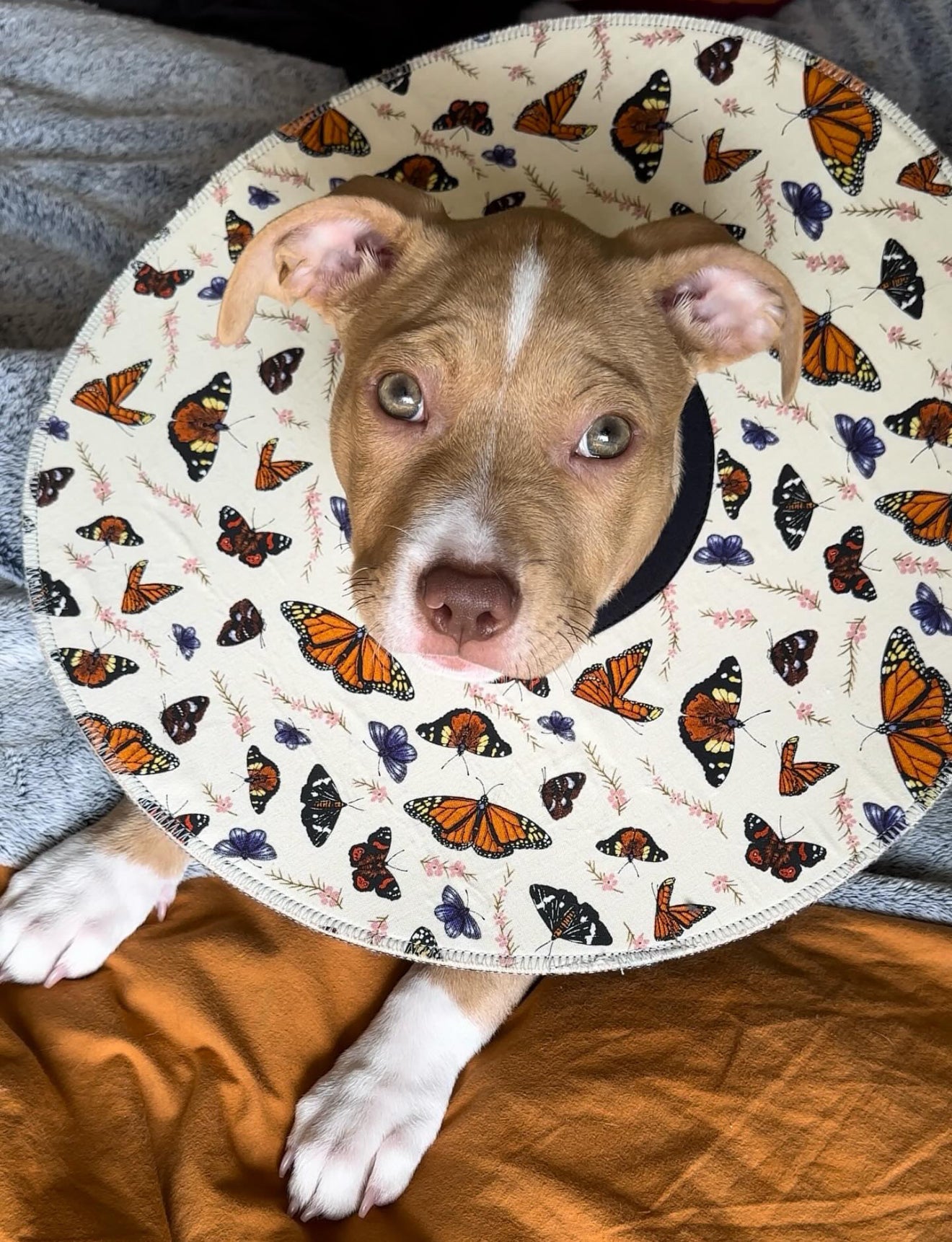 Mini Dog