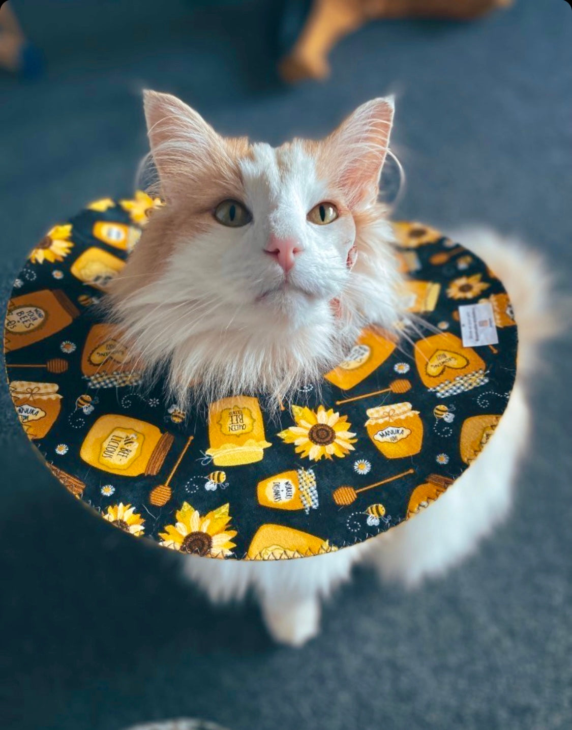 Medium Cat