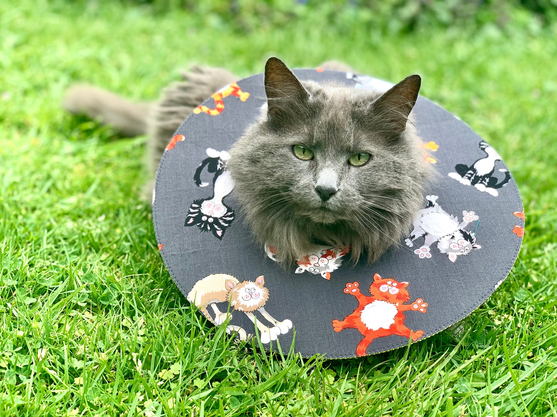 Elizabethan Collar Diy Cone Of Shame For Cats Elizabethan Collar