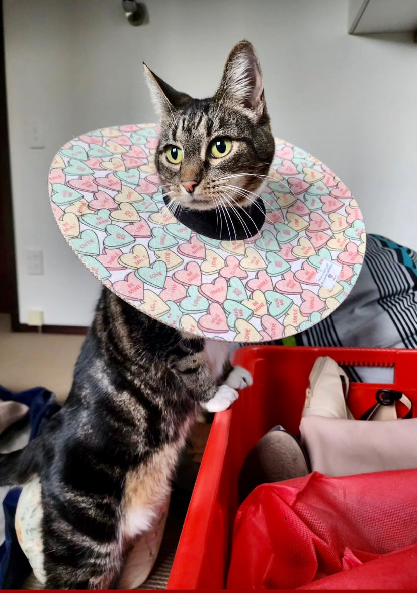 Medium Cat