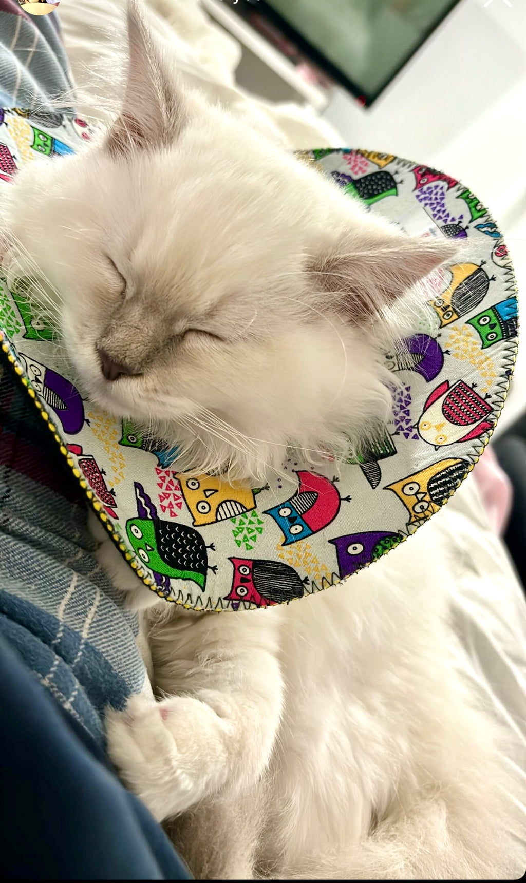 Extra Small Cat