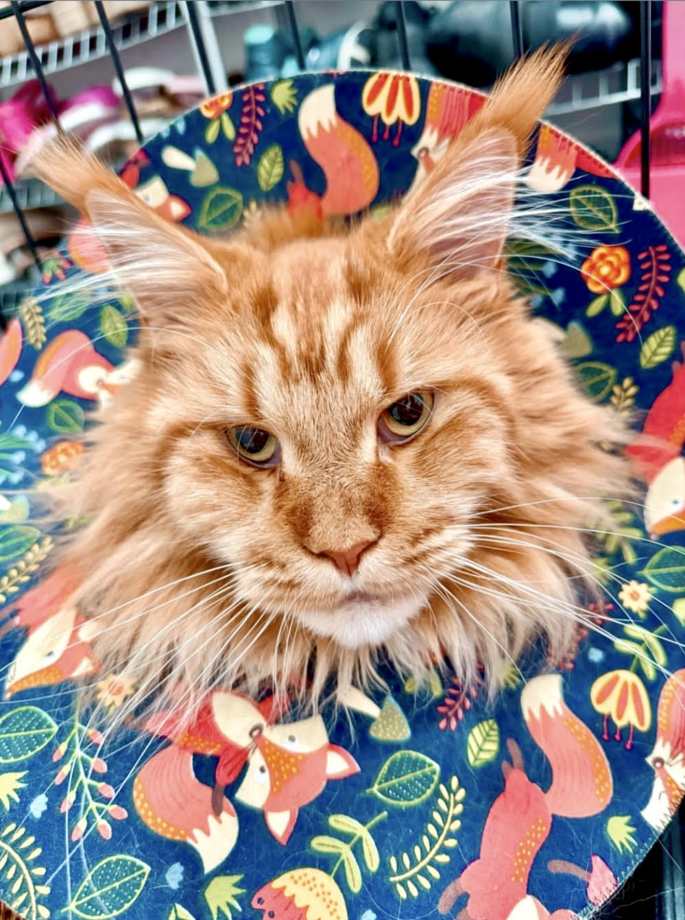 XL Cat