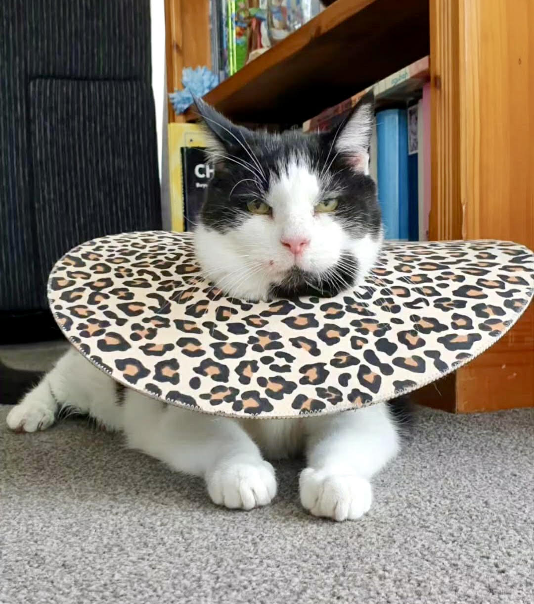 XL Cat
