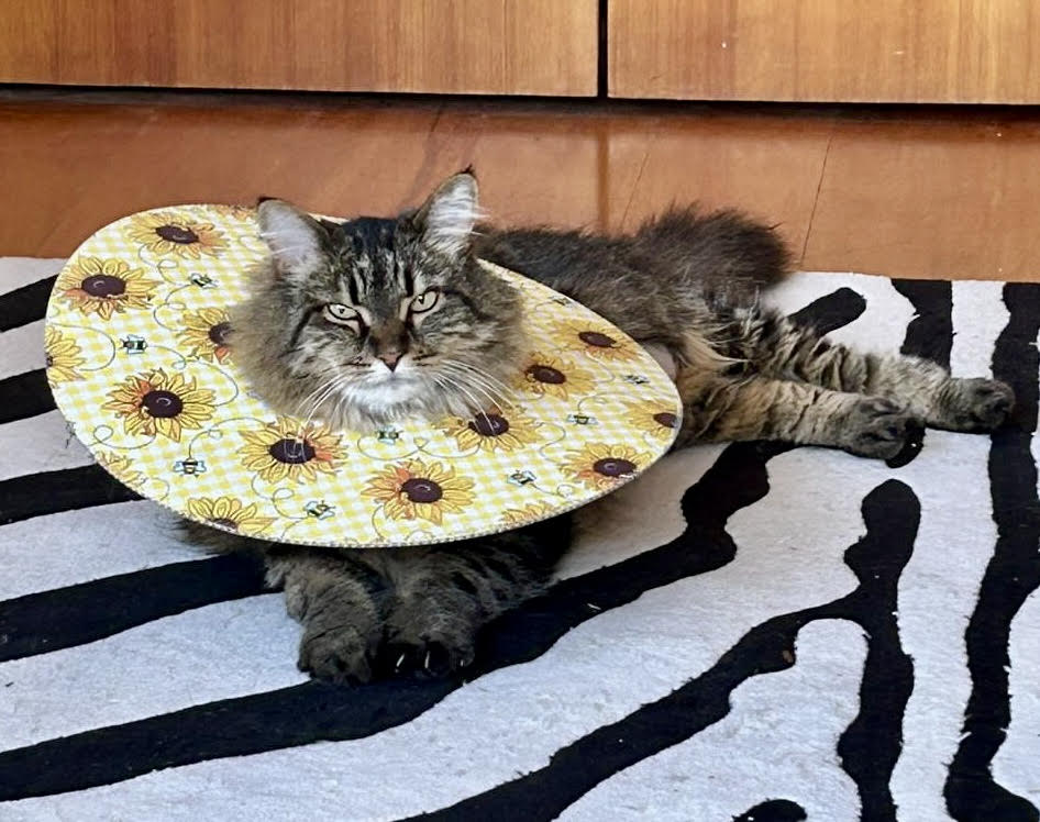 XL Cat