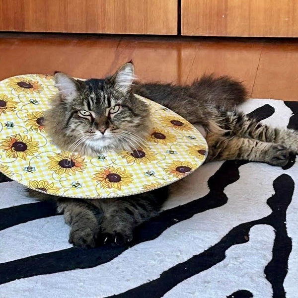 Add a caption