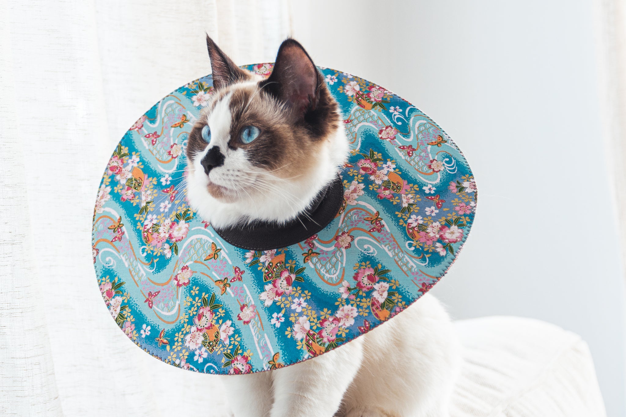 Soft cone collar for hot sale cats