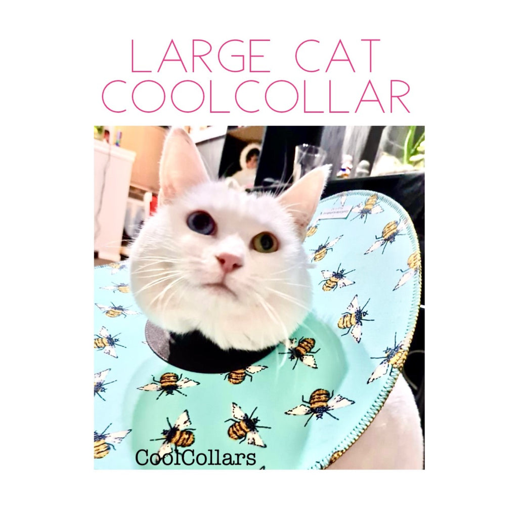 Large Cat