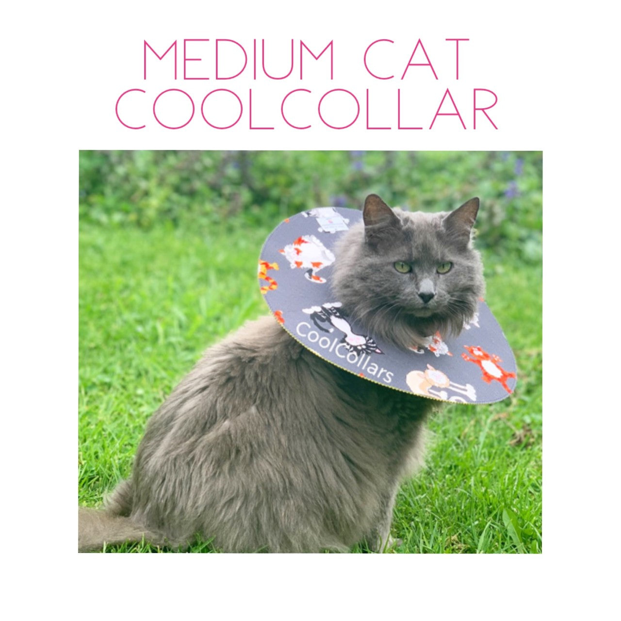 Medium Cat