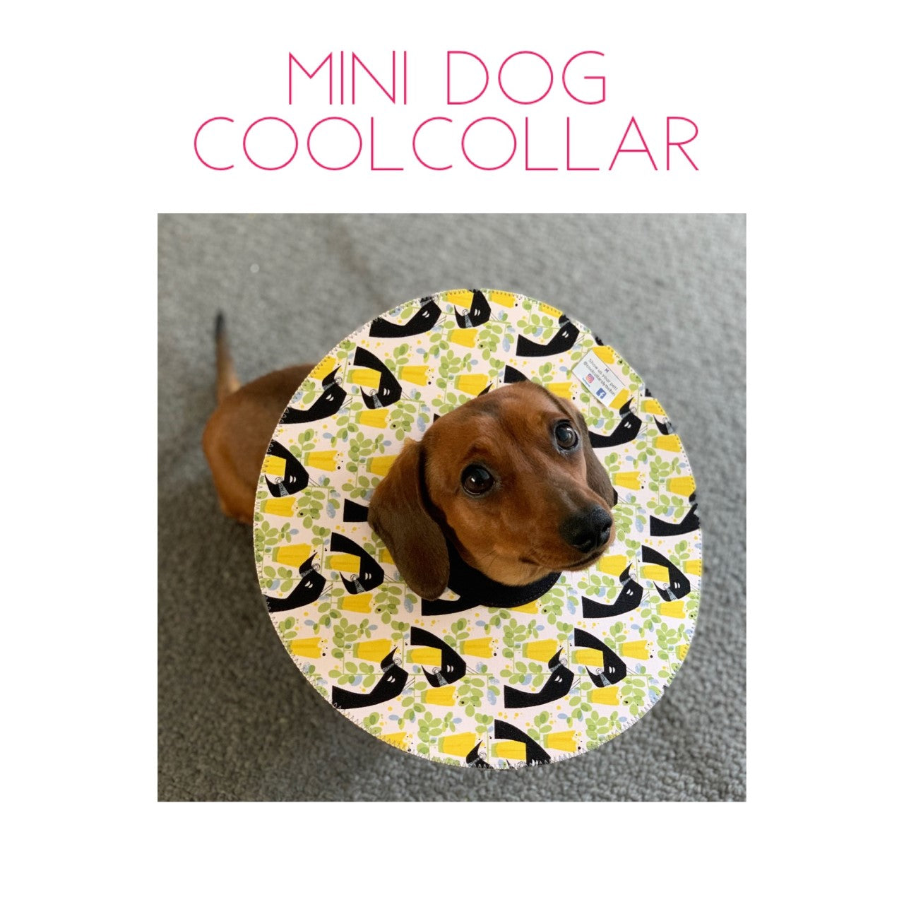 Mini Dog
