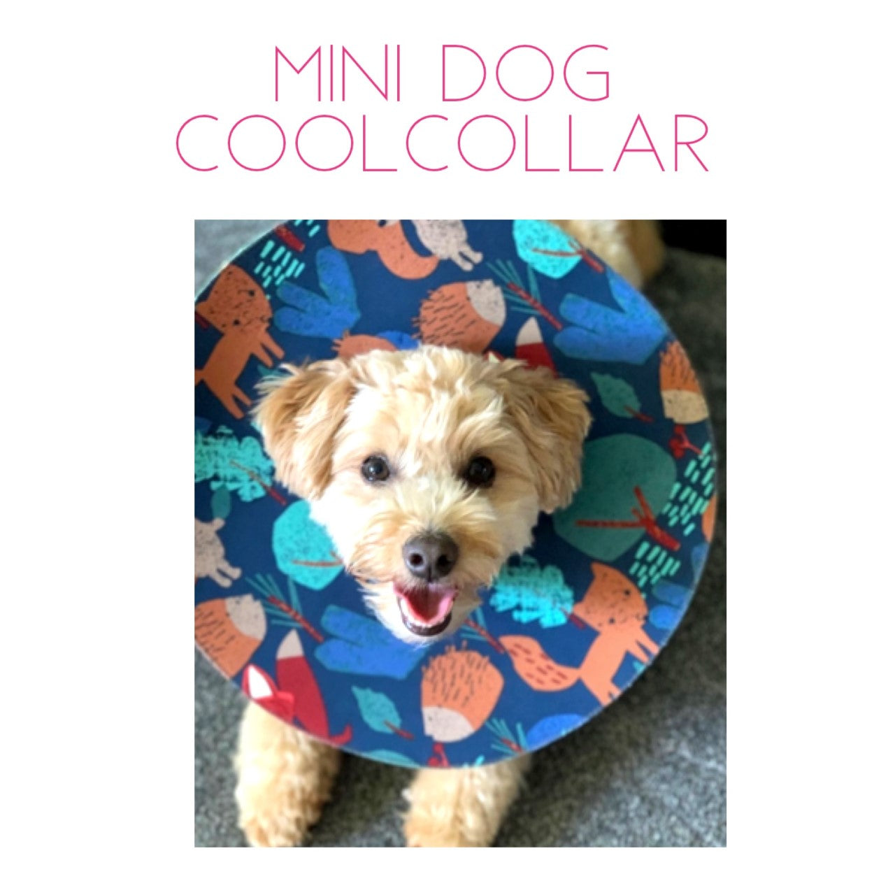 Mini Dog