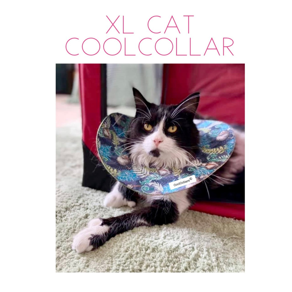 XL Cat