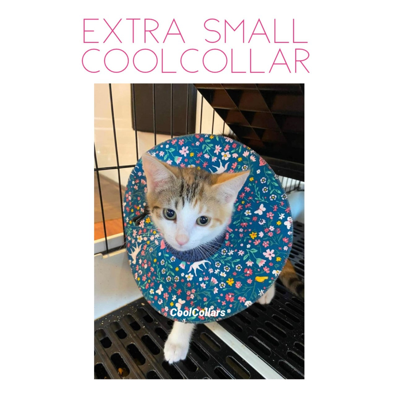 Extra Small Cat